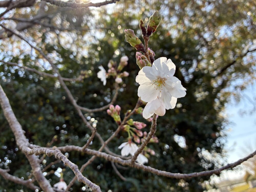 花見 外出レク【入所】