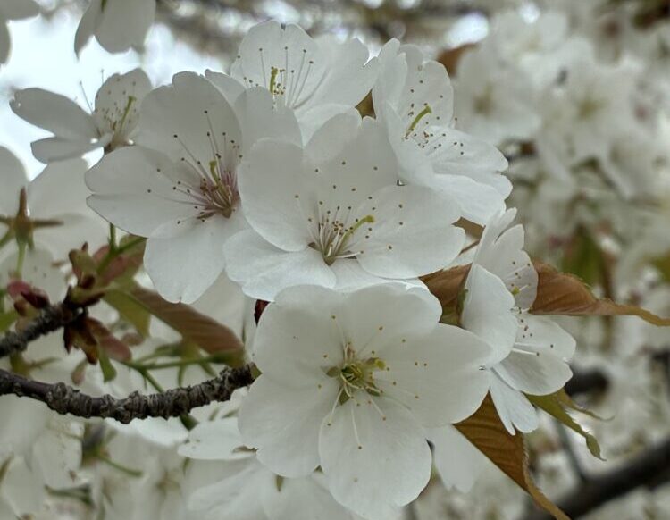 お花見へ行こう！！！【ココカラいっぽ】