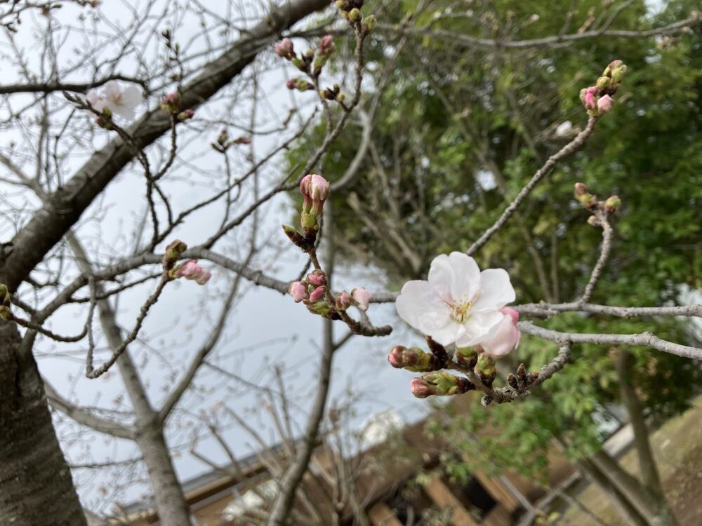 施設の周りをお散歩へ🌞【短期入所】