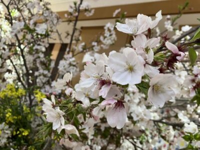 さくら咲く咲く【短期入所】