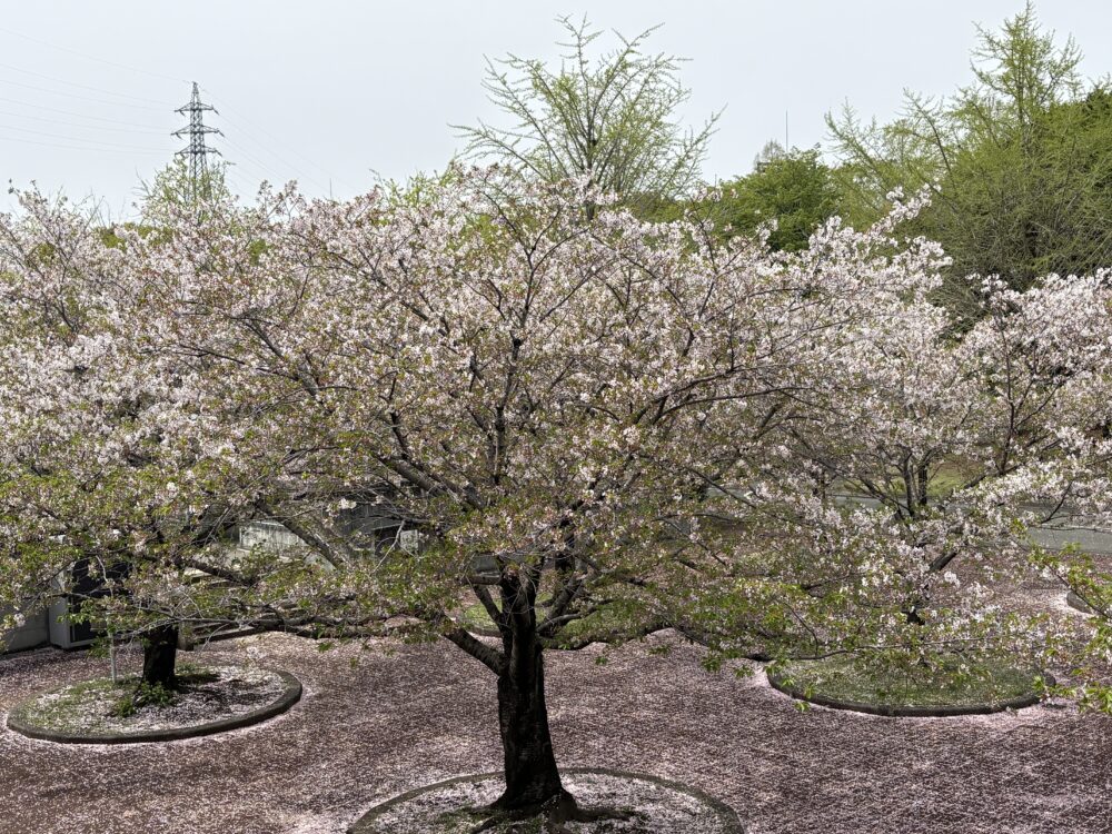 最後の桜を見に行こう～【ココカラいっぽ】