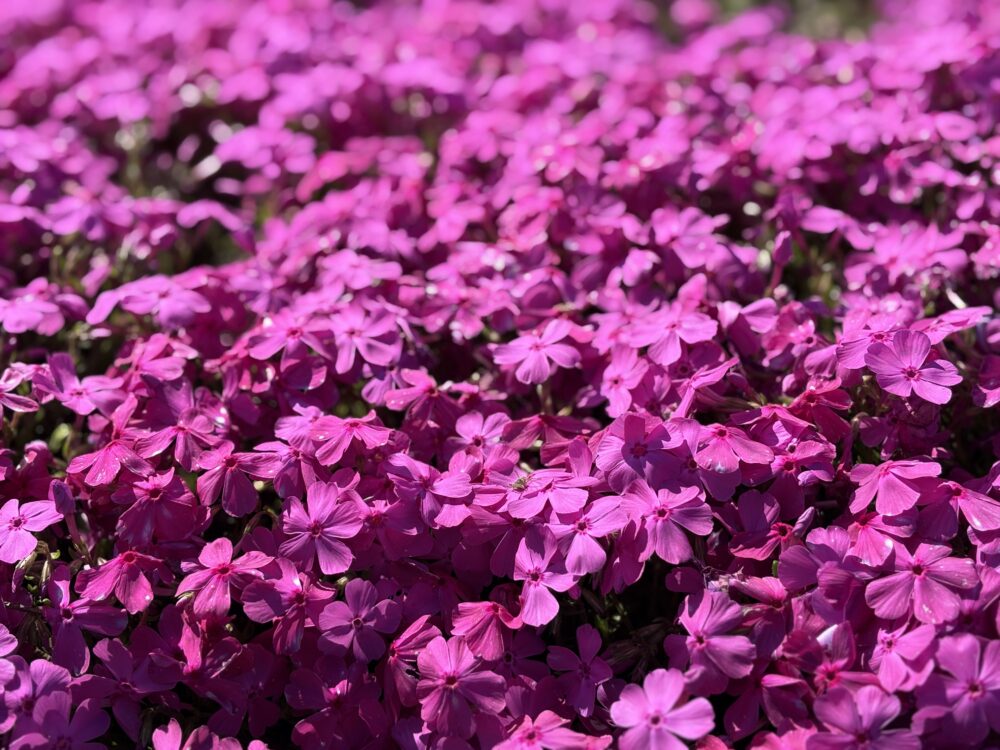 芝桜が満開！！！【ココカラいっぽ】