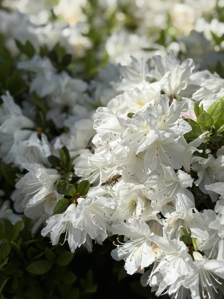 ！！今日はツツジ狩り！！【ココカラいっぽ】