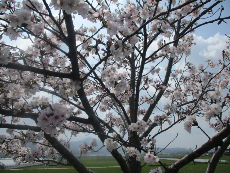 お花見遊覧【津森倶楽部】