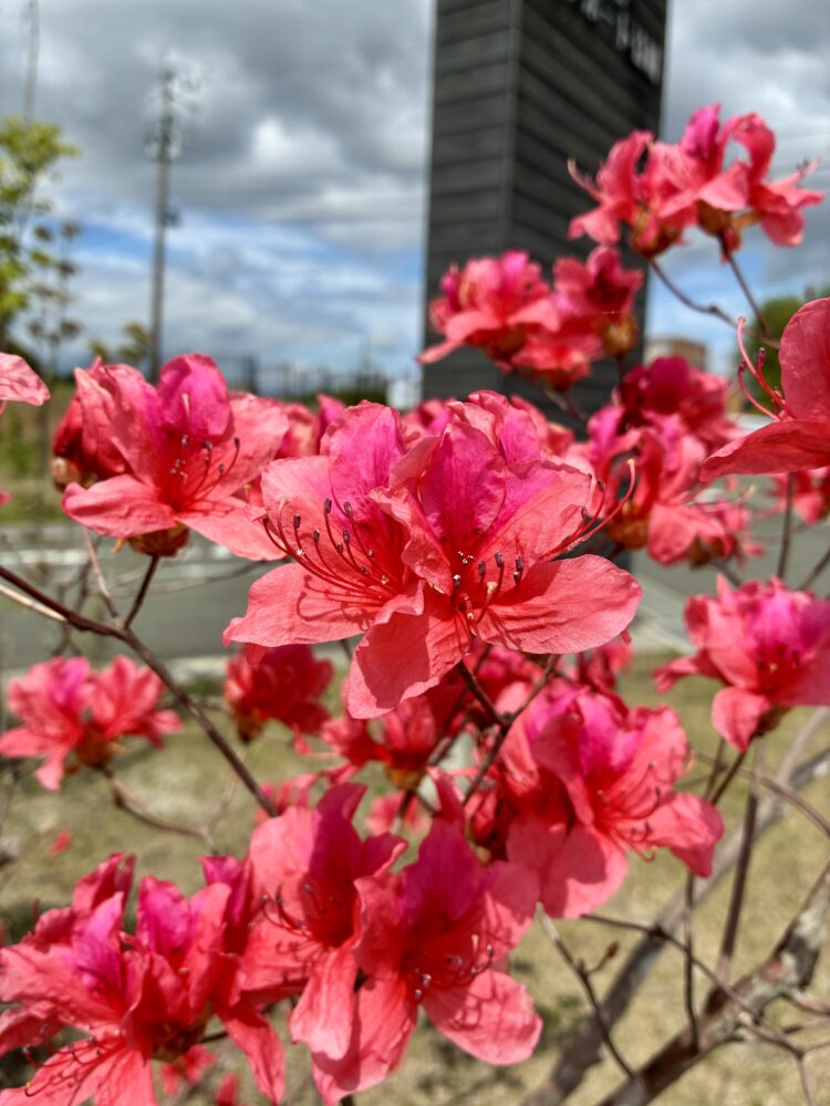 ヤマツツジ【管理】