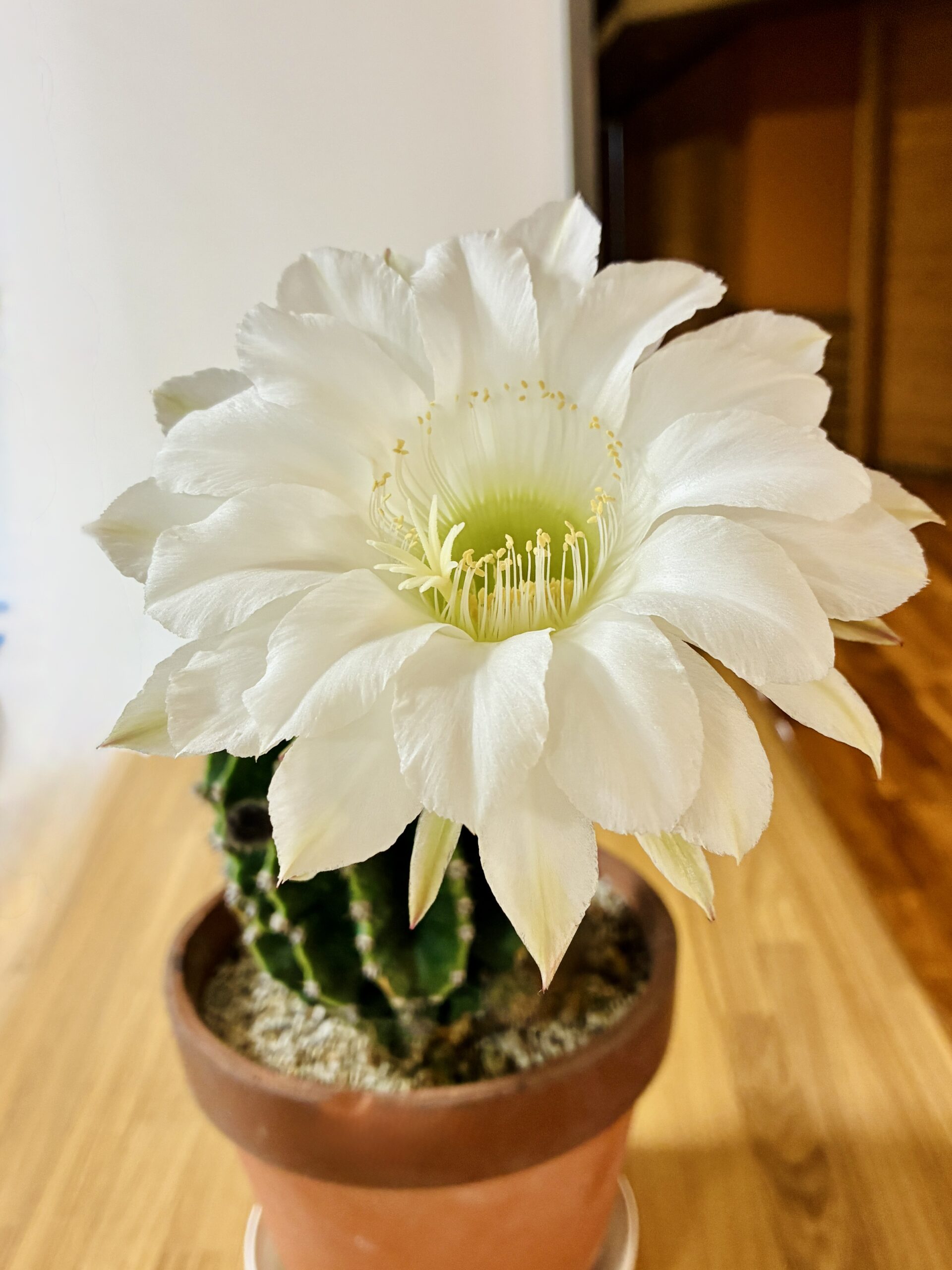サボテンの花が咲きました！【管理】