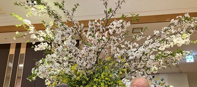 さくら・ふじ桜の花と中庭散歩