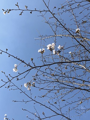 桜🌸咲きました！！【つるユニット】