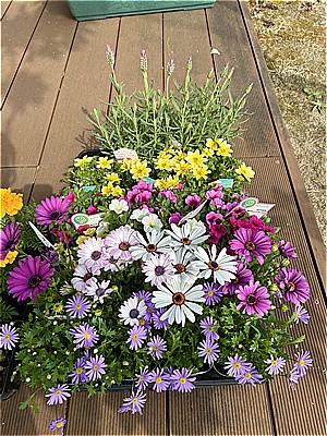 3月花の苗植え【入所】