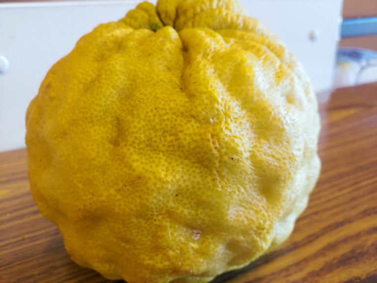 鬼柚子を煮てみました！