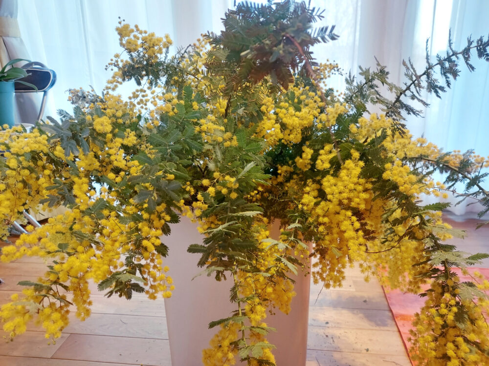 ミモザいただきました！